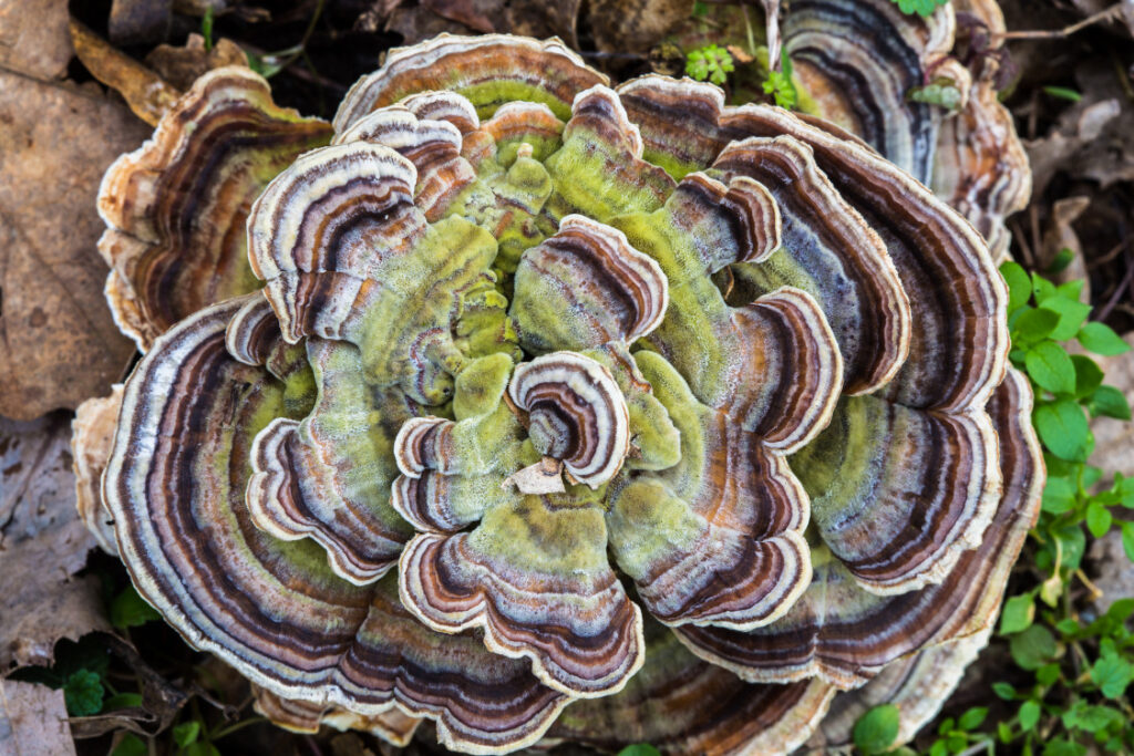 Discover The Health Benefits Of Turkey Tail Mushroom